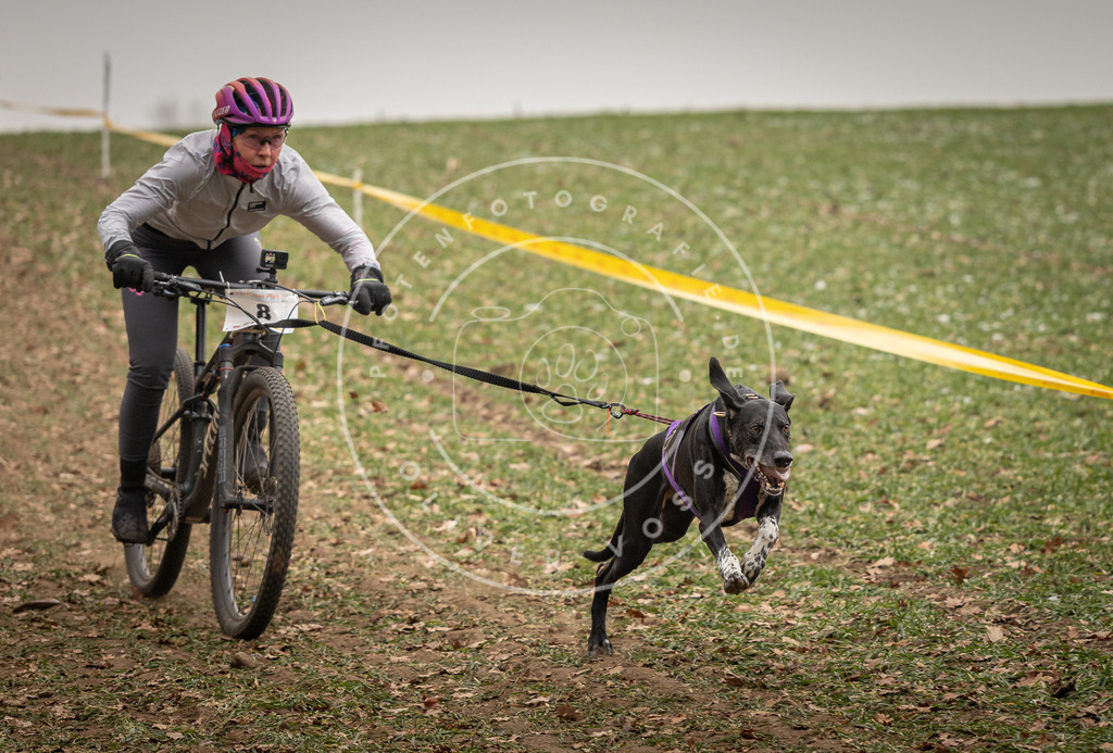Pfotenfotografie_DV3A3523 | Hundefotografie, Tierfotograf, Pfotenfotografie, Fotoshooting Hund, Hunde Portrait, Hundesport, Hundeportraits, Heideshooting, Hunde, Sportfotograf, Hundefotograf, Turnierhundsport, THS,  - Realisiert mit Pictrs.com