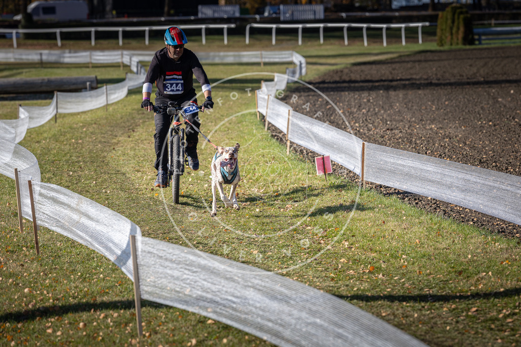 CaniXpix_DV3A7019 | Hundefotografie, Tierfotograf, Pfotenfotografie, Fotoshooting Hund, Hunde Portrait, Hundesport, Hundeportraits, Heideshooting, Hunde, Sportfotograf, Hundefotograf, Turnierhundsport, THS,  - Realisiert mit Pictrs.com