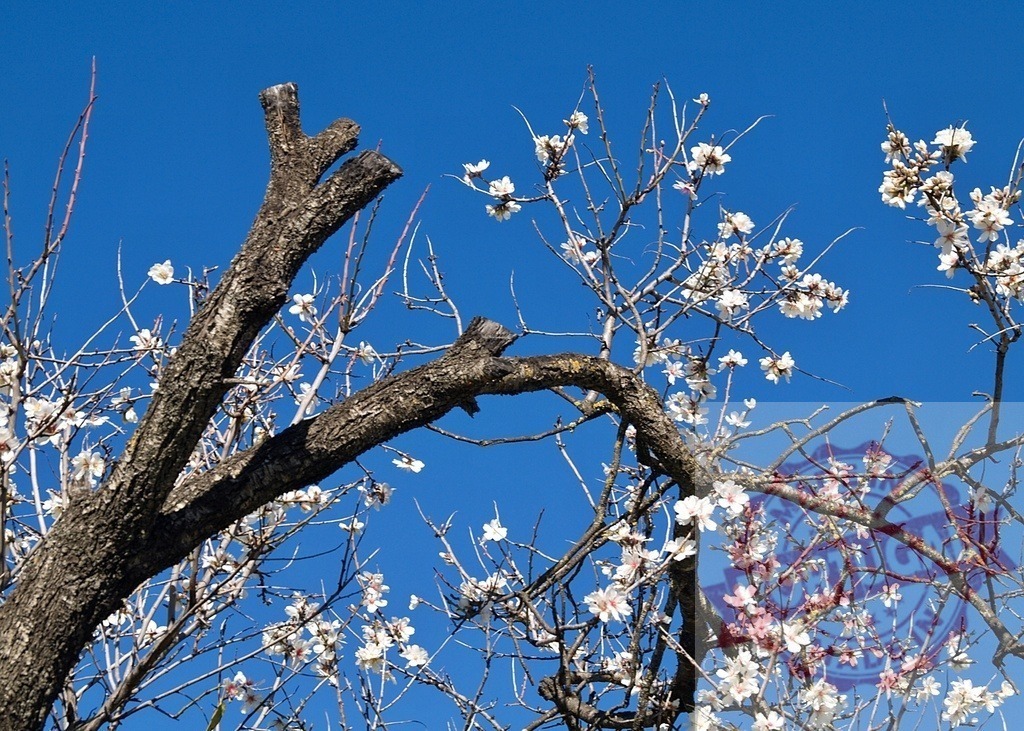 Almond tree branches blooming with white flowers against blue sky | Almond tree branches blooming with white flowers against a bright blue sky, symbolizing spring - Realized with Pictrs.com