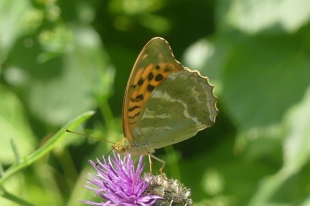 V_Perlmuttfalter_auf_Skabiosen_Flockenblume | Verkauf von Fotos und  Videoclips zumThema Natur.Motive sind Pflanzen, Tiere, Landschaftenund Wetter - Realisiert mit Pictrs.com