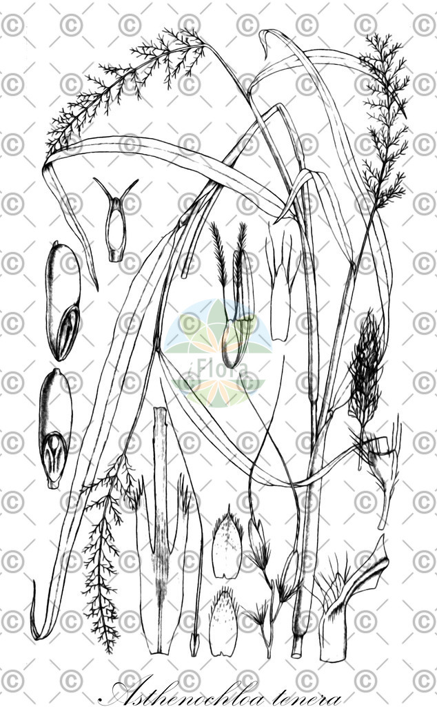 HistAbb_wfo-0000780598_1_ENZY_Simple | Historische Abbildung von Asthenochloa tenera - Poaceae | Historical Illustration of Asthenochloa tenera - Poaceae