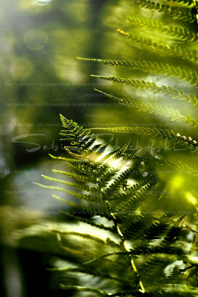 Wandbild Farn | People- und Tierfotografie, Imageaufnahmen, Veranstaltungsfotografie und Wandbilder aus der Natur ★ Made in Germany ✔️ Druck + Downloads ✔️ Naturfotografie in Top Qualität ★ schneller Versand, weltweite Lieferung! - Realisiert mit Pictrs.com