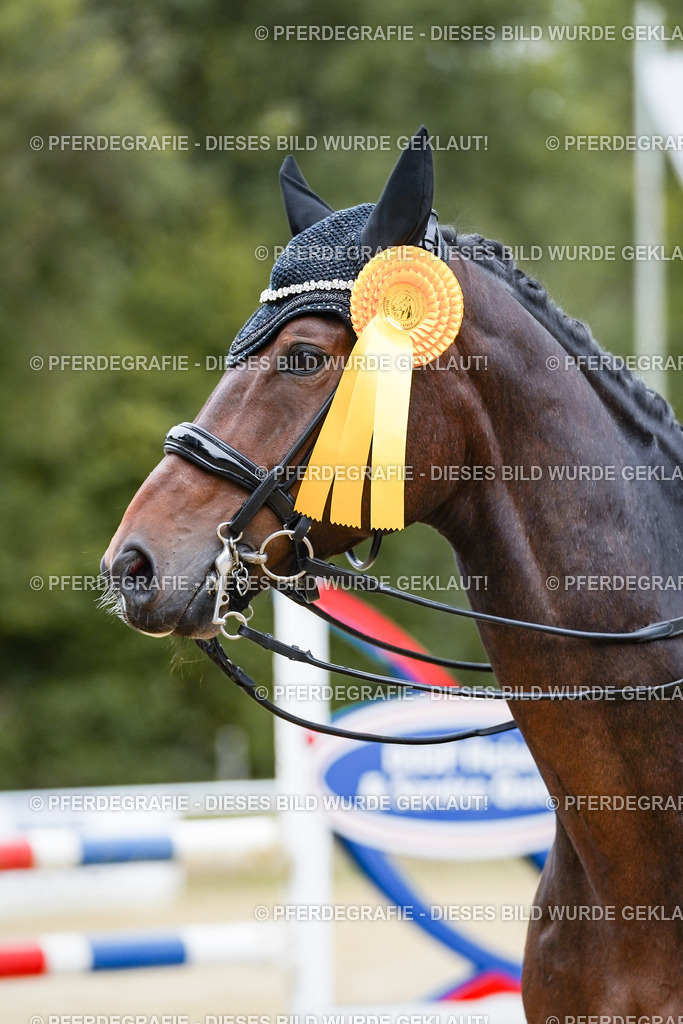 DSC02551 | Pferdegrafie