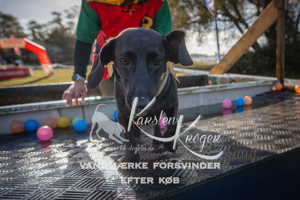 1018_ZZ90316 | kk-dogfotos