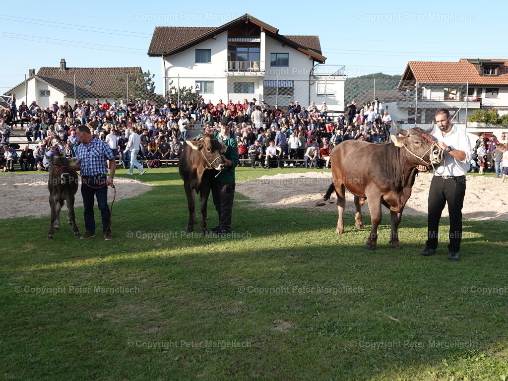 DSC05688 | Schwingen - Realisiert mit Pictrs.com