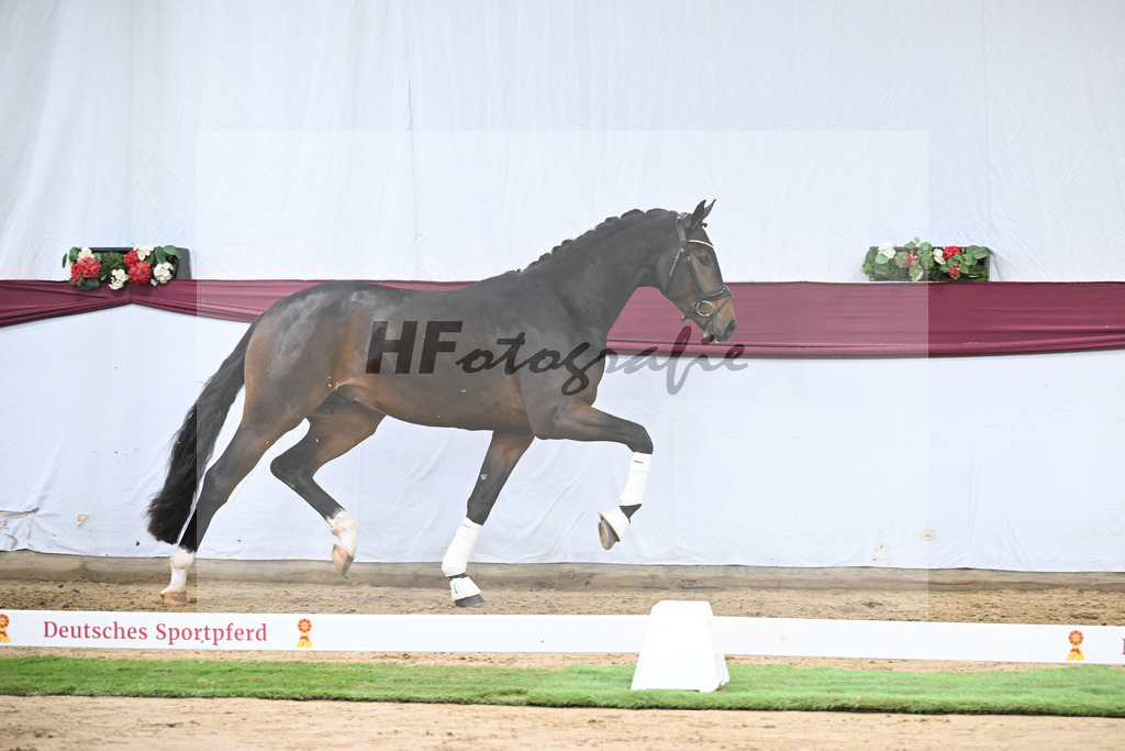 Kat-Nr. 111 Zackerey x Dante Weltino_Gerdi Rakelbusch_47253804 | hf-fotografie - Realisiert mit Pictrs.com