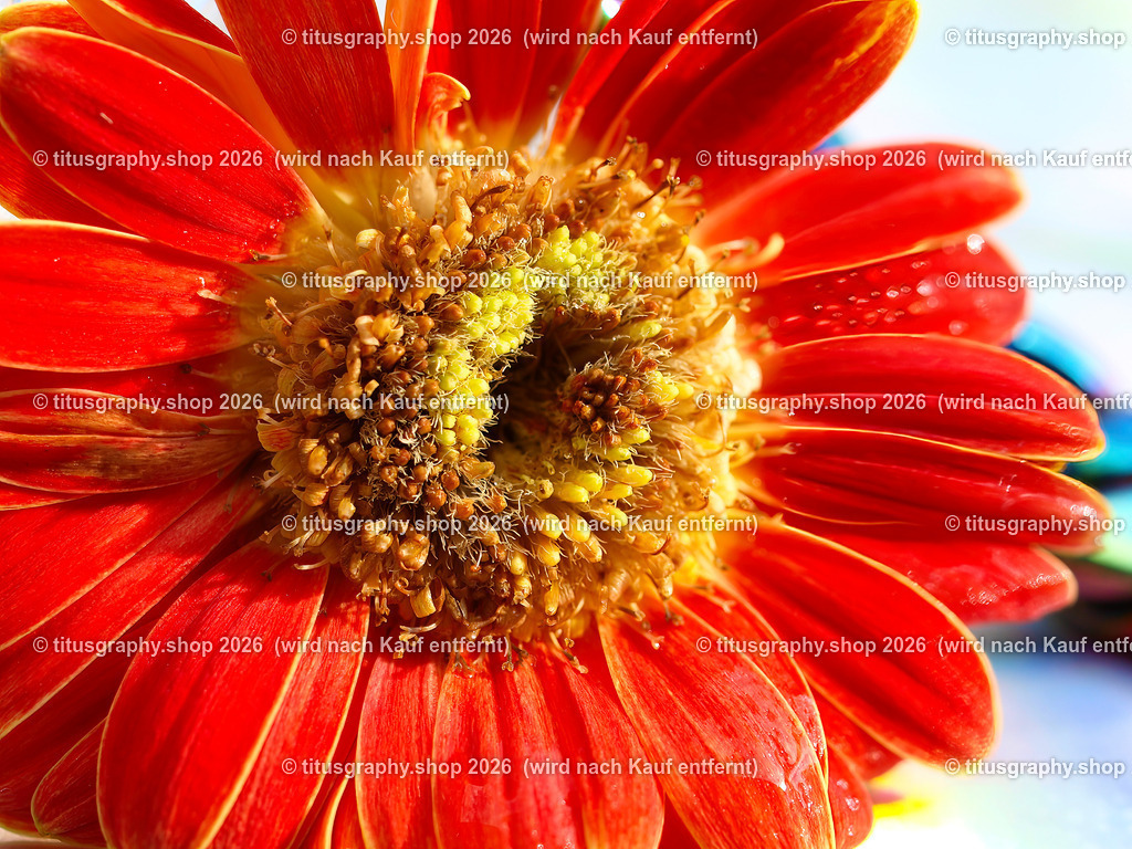 titusgraphy_P6298444-vz-ln | titusgraphy-shop: Geschenkideen mit Qualitätsfotos. titusgraphy-shop: gift ideas with quality photos. titusgraphy-shop: idées cadeaux avec photos de qualité.  - Realisiert mit Pictrs.com