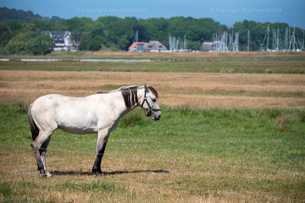 Pferde auf Hiddensee | Ein Pferd steht auf einer Koppel auf der Insel Hiddensee  - Realisiert mit Pictrs.com