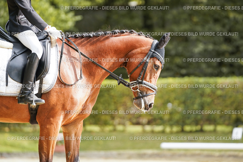 DSC03929 | Pferdegrafie