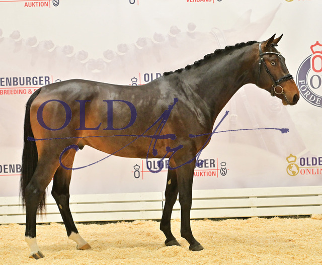 25 DE418180096920 HM Lord Pezi - Ustinov - Contender_b | <meta name="description" content="★Offizieller Merchandise und Foto-/Videostore des Oldenburger Verbandes.★ ✅Jetzt auch digital Ausdrucke erhältlich." />
<meta name="keywords" content="Merchandise Foto-/Videostore Oldenburger Verband Photographie 