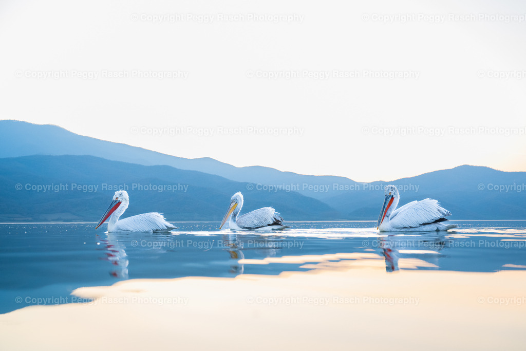 Pelikane (46) | PeggyRaschPhotography - Realisiert mit Pictrs.com