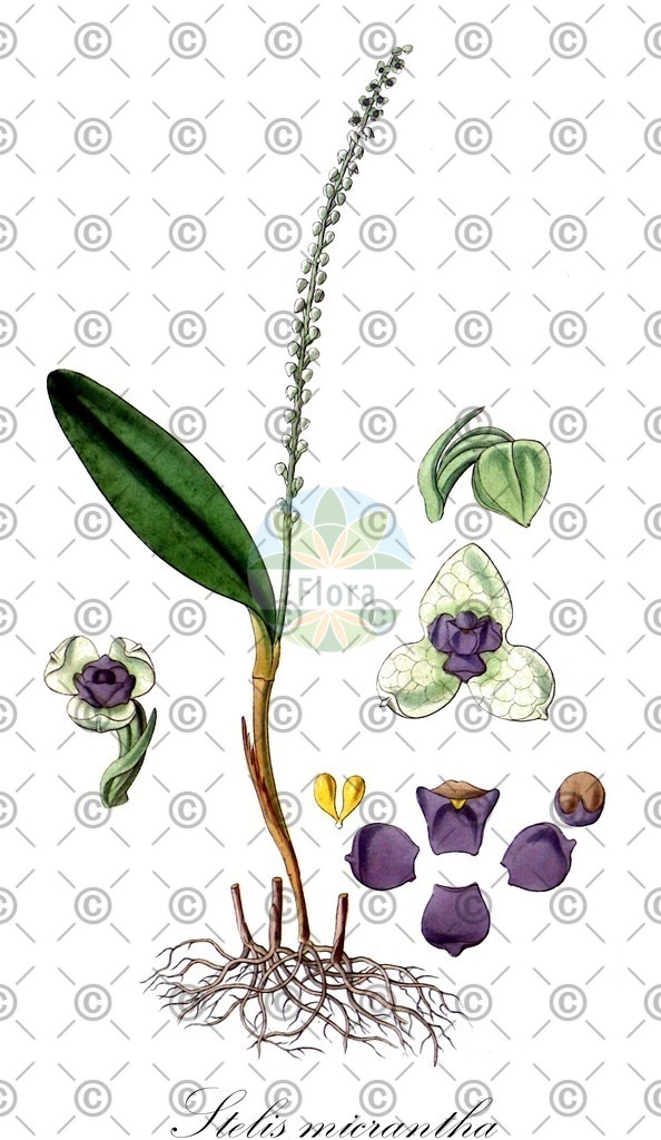 HistAbb_wfo-0000496019_1_ENZY_Simple | Historische Abbildung von Stelis micrantha - Orchidaceae | Historical Illustration of Stelis micrantha - Orchidaceae