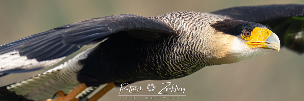 Greifvogl-Zöchling (23 von 23) | Mein Name ist Patrick Zöchling. Auf dieser Website siehst Du meine Projekte als Fotograf und kannst Dir Deine Fotos in Galerien ansehen und herunterladen. Über einen Webshop kannst Du Bilder ausarbeiten, auf T-Shirt drucken usw. - Realisiert mit Pictrs.com