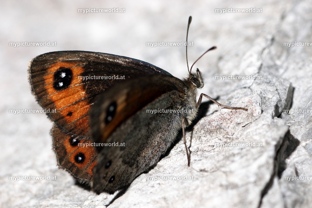 Erebia stirius-005 | Das Bilderarchiv über Tiere, Planzen und Landschaften. In der Bilddatenbank finden Sie ein große Auswahl an hochwertigen Bilder für Ihre Werbung - Realisiert mit Pictrs.com