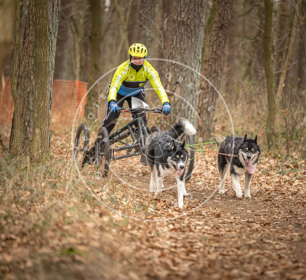 Pfotenfotografie_DV3A8935 | Hundefotografie, Tierfotograf, Pfotenfotografie, Fotoshooting Hund, Hunde Portrait, Hundesport, Hundeportraits, Heideshooting, Hunde, Sportfotograf, Hundefotograf, Turnierhundsport, THS,  - Realisiert mit Pictrs.com