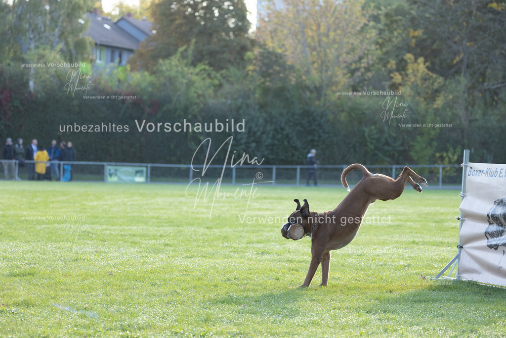 _16A6244 | Einzigartige Fotos von Hunden & Menschen –Actionfotos, Portraits, Vereinsaufnahmen & Paarshootings – authentisch, lebendig & mit Herz.