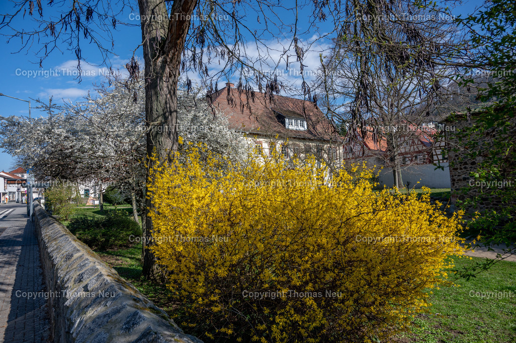 DSC_9088 | bzw, Zwingenberg, Stadtpark Frühling,,, Bild: Thomas Neu