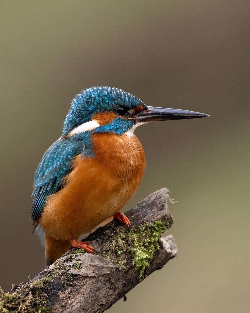 Eisvogel | Ich bin Fotograf aus Neuburg an der Donau und spezialisiere mich auf Wildlife-Fotografie, Landschaftsaufnahmen und Portraits.Ob Hochzeit, Familienbilder oder Naturaufnahmen – ich fange echte Momente ein, die bleiben. 