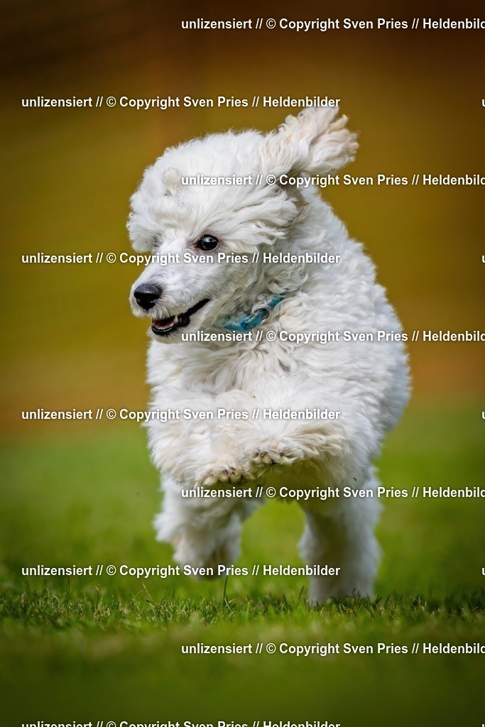 Sven Pries | 2024-09-22 - Hunderennen Baden-BadenPudelverein - Realisiert mit Pictrs.com