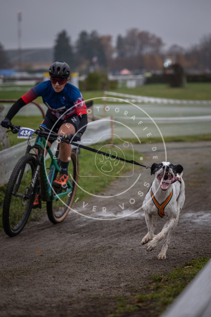 CaniXpix_0L8A1499 | Hundefotografie, Tierfotograf, Pfotenfotografie, Fotoshooting Hund, Hunde Portrait, Hundesport, Hundeportraits, Heideshooting, Hunde, Sportfotograf, Hundefotograf, Turnierhundsport, THS,  - Realisiert mit Pictrs.com