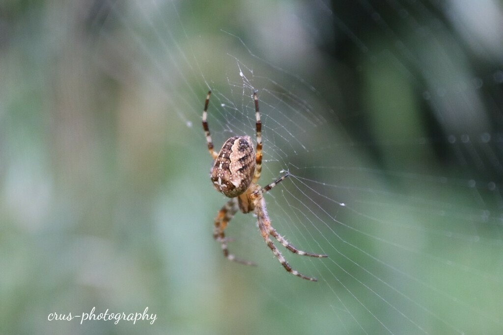 1694334537760 | crus-photography
