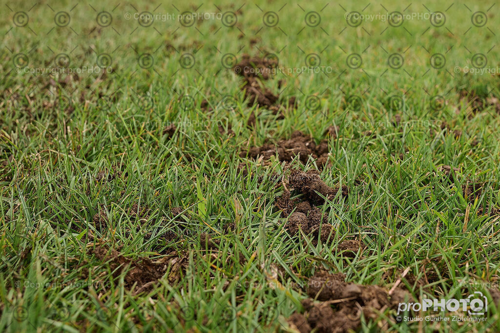 202507_Rernböck-Rasen_NZ9_1061 | proPHOTO - Realisiert mit Pictrs.com