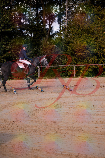 2026_10_03_Siefer-Hof_144829_Z81_25824659 | Professionelle Reitsport-, Turnier- und Eventfotografie von Robert Broda. Galerien mit ausgewählten und bearbeiteten Bildern direkt online ansehen und bestellen.