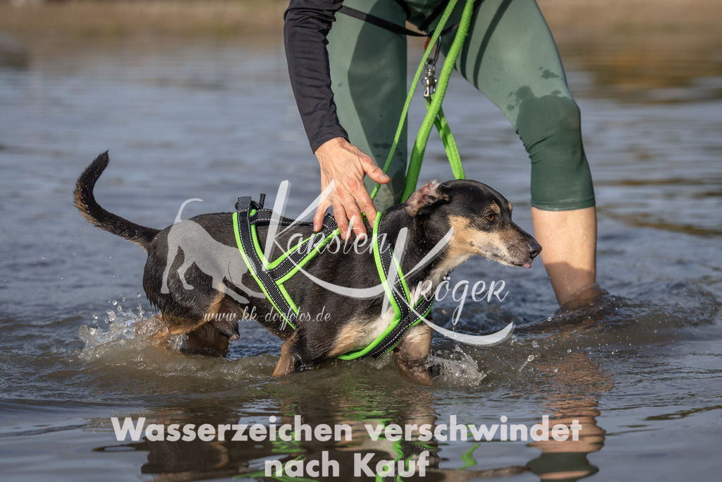 1026_ZZ93455 | kk-dogfotos