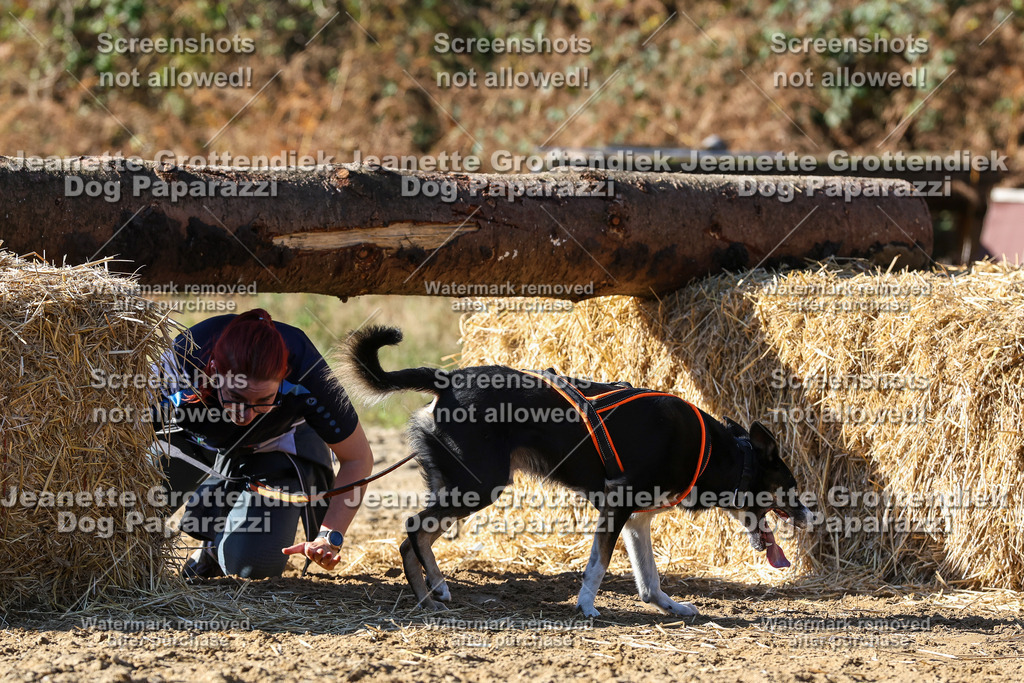 Dog Paparazzi - Strongdog 10-25-2873 | Dog Paparazzi Jeanette Grottendiek Fotografie & Videografie - Realisiert mit Pictrs.com