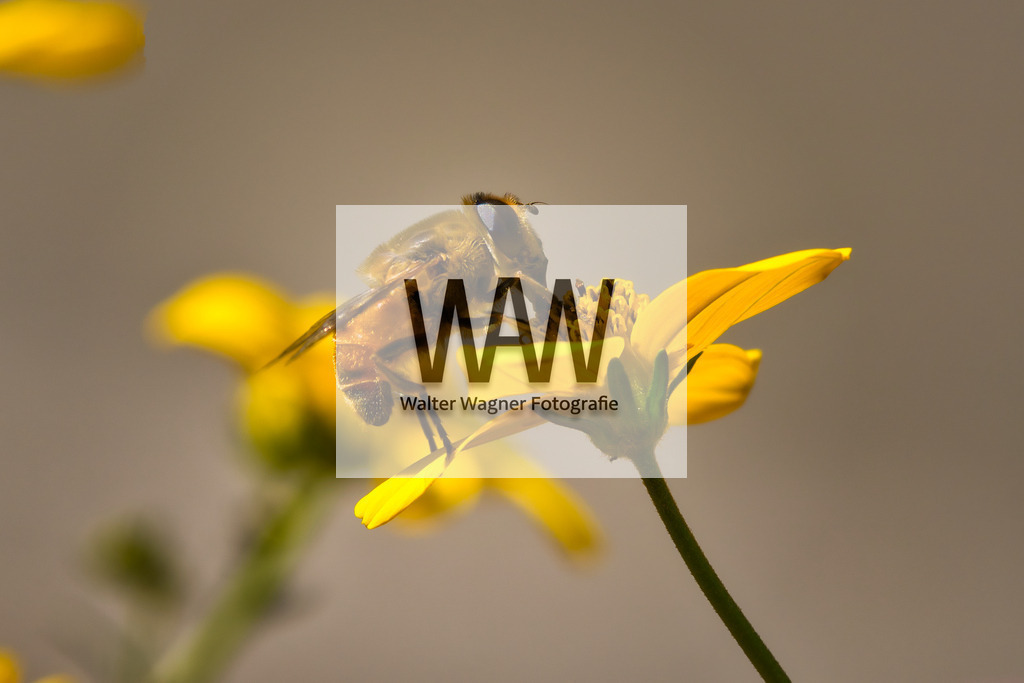 Honigbiene - Mahlzeit | walter-wagner-fotografie