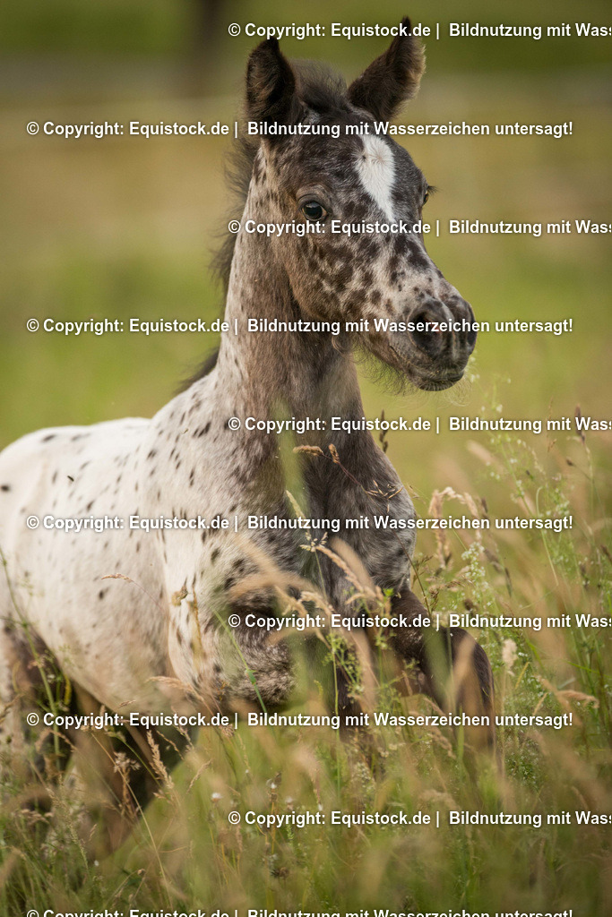 20160623_Fohlen_0056 | Foto: Thomas Hartig