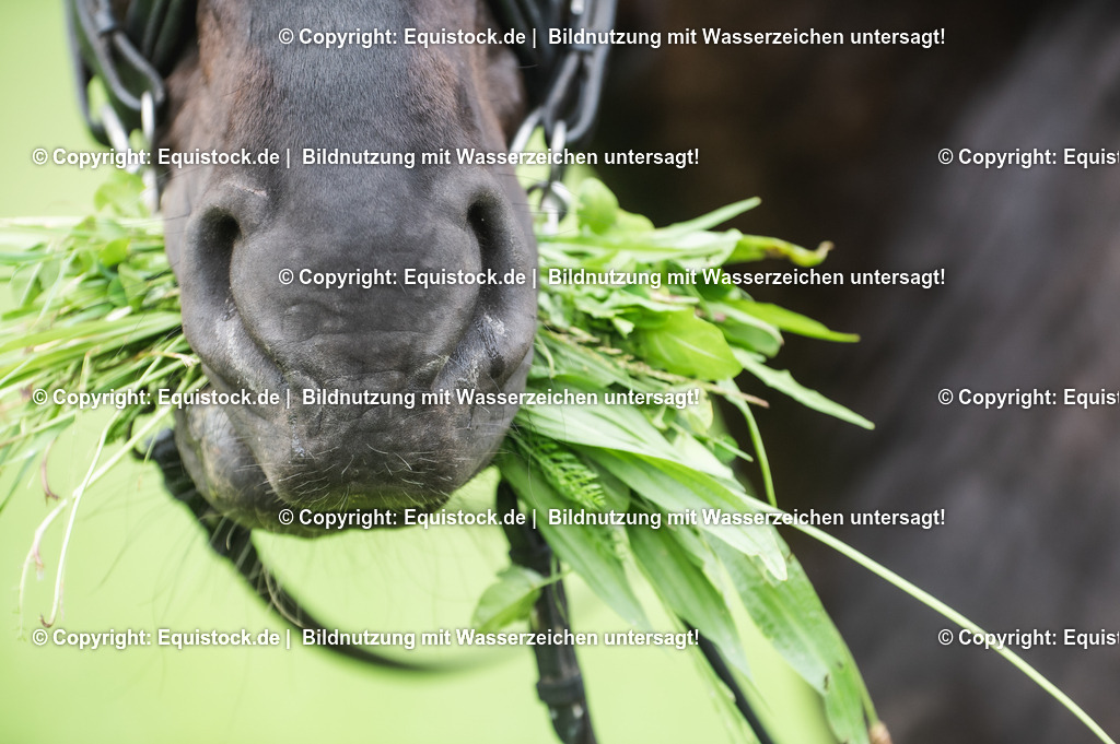 20210623_Fressen-mit-Kandare_0002 | Foto: Thomas Hartig