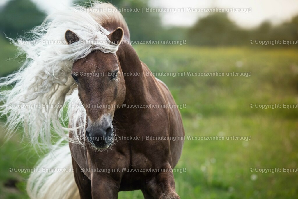 20150526_TOMsPiC_0161 | equistock