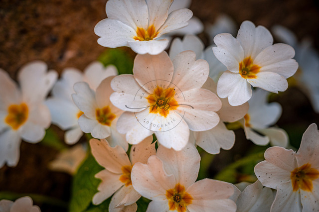 Stängellose Schlüsselblume | Weiße Blüten einer Stängellosen Schlüsselblume (Primula vulgaris) im Frühling, Jena, Thüringen, Deutschland - Realisiert mit Pictrs.com