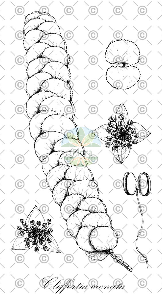 HistAbb_wfo-0000611836_1_ENZY_Simple | Historische Abbildung von Cliffortia crenata - Rosaceae | Historical Illustration of Cliffortia crenata - Rosaceae