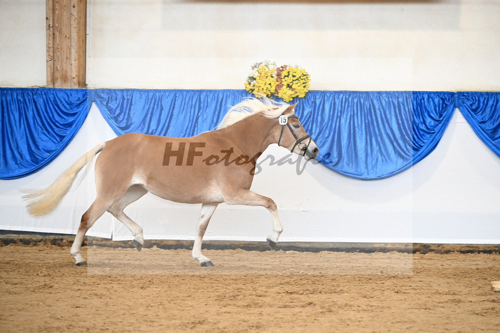 Bl. Band Kat-Nr. 15 Bambi v. Bon Jovi_Stange Haflingergestuet_48251395 | hf-fotografie - Realisiert mit Pictrs.com