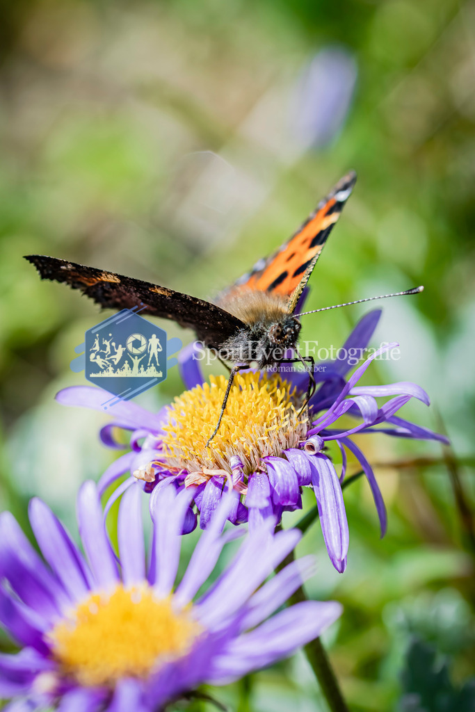 IMAG0858 | SportEventFotografie - Roman Stoiber