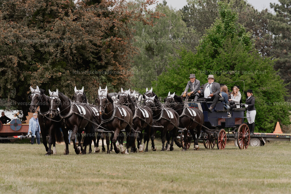 Showprogramm-140 | working equitationturnier fotograf videograf stoibphotography marixx film working equitation deutschland reitsport turnierfotografie eventfotografie equestrian events
