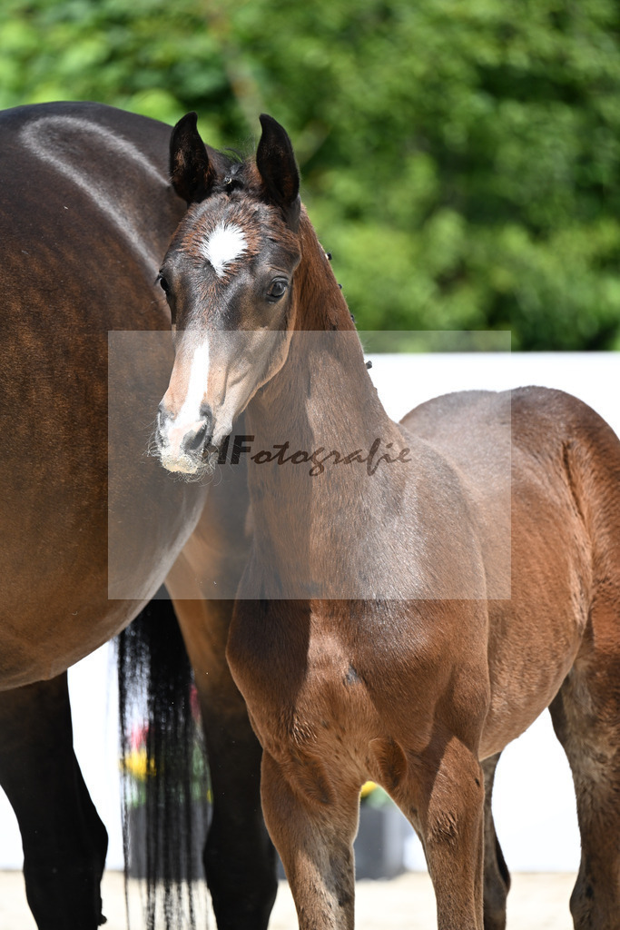 V-Power x Sir Donnerhall I_HF_ZG Elitefohlen Schuster_13251135 | hf-fotografie - Realizzato con Pictrs.com