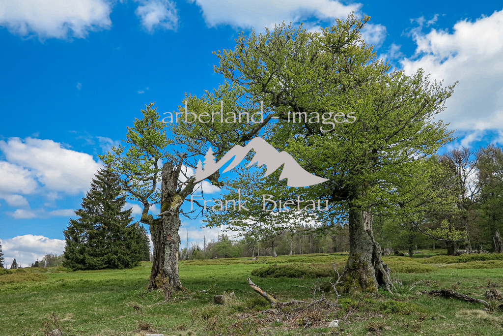 IMG_2102 | Hochschachten