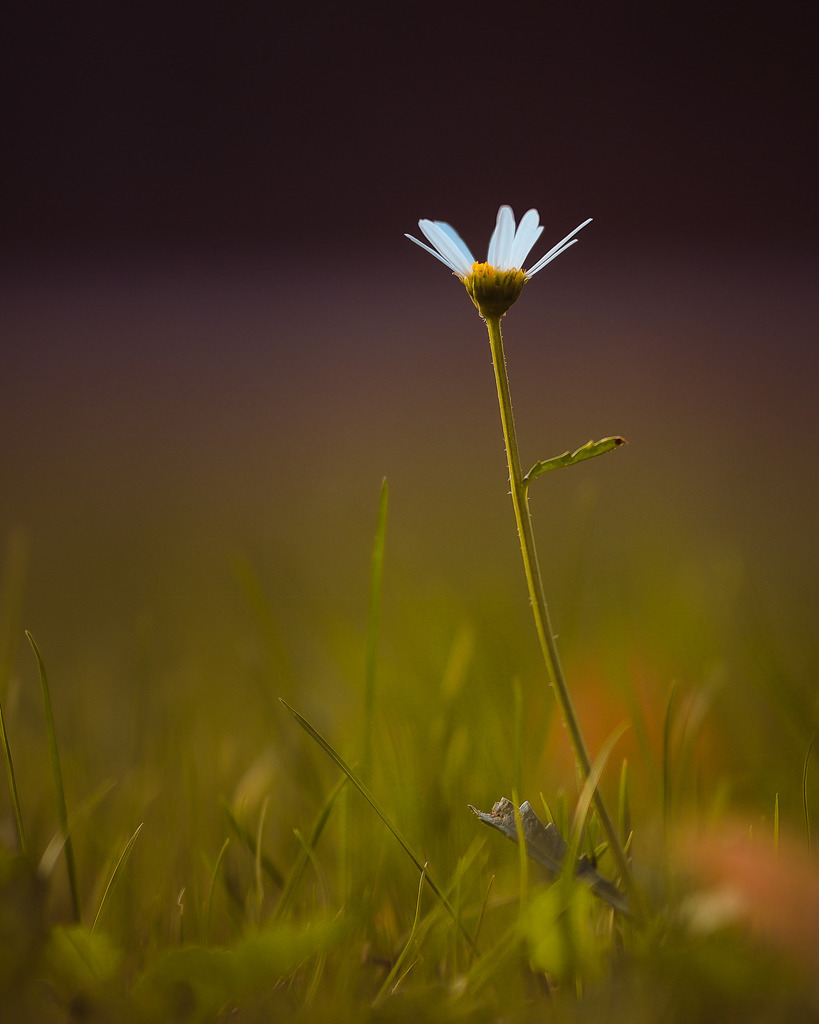Gänseblümchen im Hochsommer | Wir machen aus Ihren Bildern Erinnerungen für die Ewigkeit | Hochwertige Fotografien für Ihr zu Hause. - Realisiert mit Pictrs.com