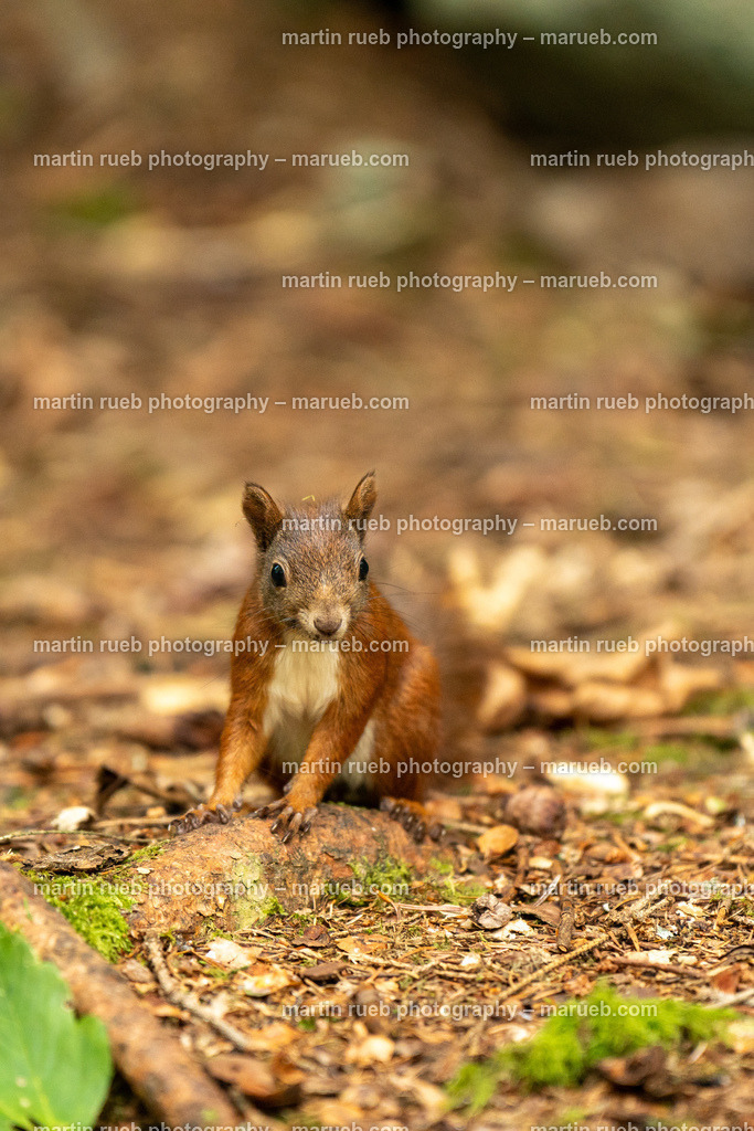 Fast and Shy I (vertical) | Squirrel in it's natural habitat - Realisiert mit Pictrs.com