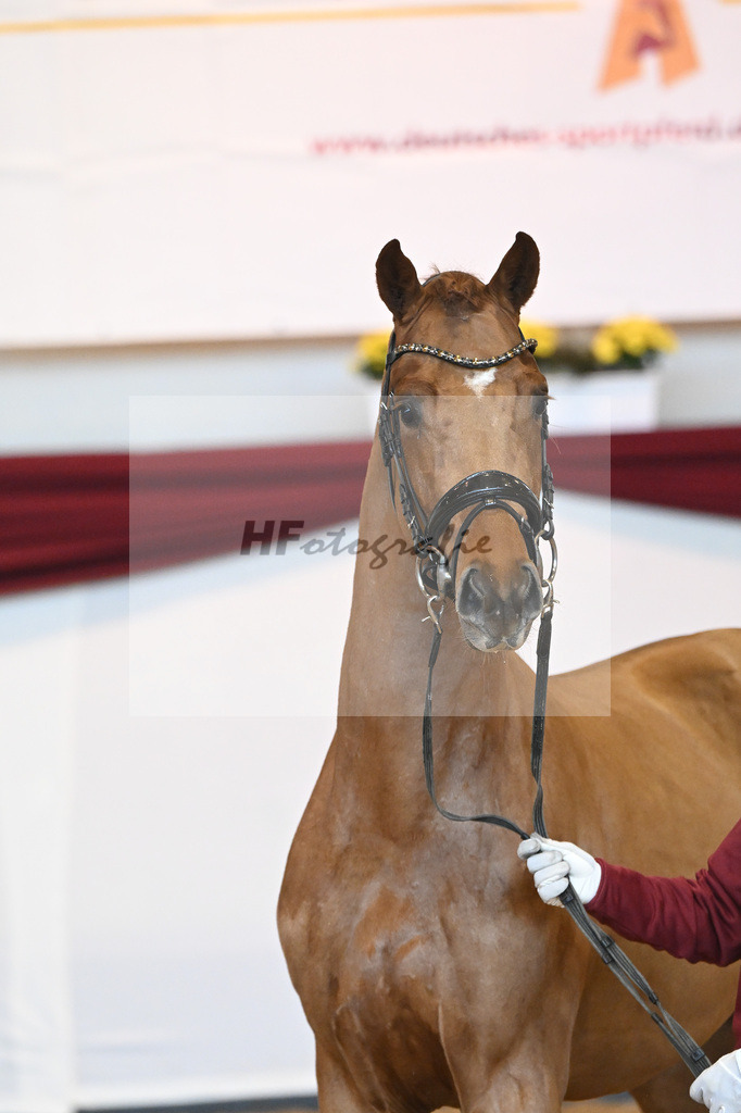 Kat-Nr. 52 v. Vaderland_Galneder_66220733 | hf-fotografie - Realisiert mit Pictrs.com