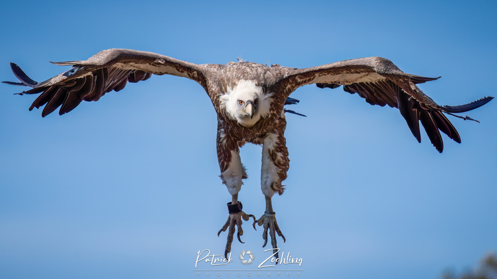 Kreuzenstein-Zöchling (43 von 46) | Mein Name ist Patrick Zöchling. Auf dieser Website siehst Du meine Projekte als Fotograf und kannst Dir Deine Fotos in Galerien ansehen und herunterladen. Über einen Webshop kannst Du Bilder ausarbeiten, auf T-Shirt drucken usw. - Realisiert mit Pictrs.com