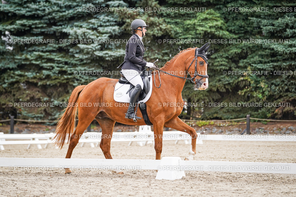 DSC00264 | Pferdegrafie