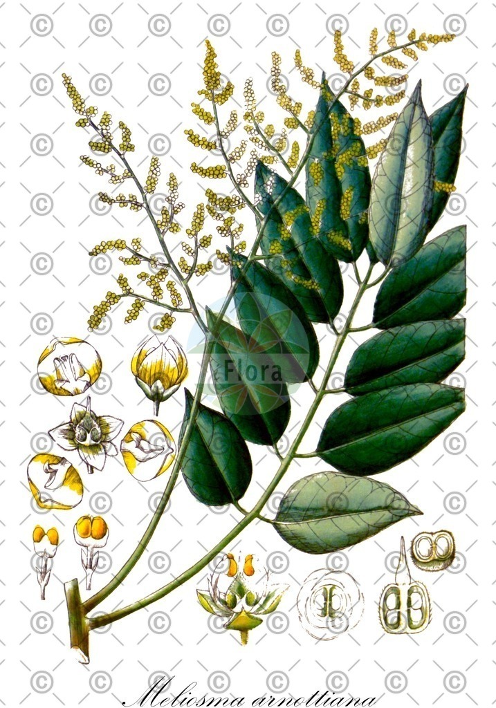 HistAbb_3663_1_FLORAD_SIMPLE | Historische Abbildung von Meliosma arnottiana - Sabiaceae | Historical Illustration of Meliosma arnottiana - Sabiaceae