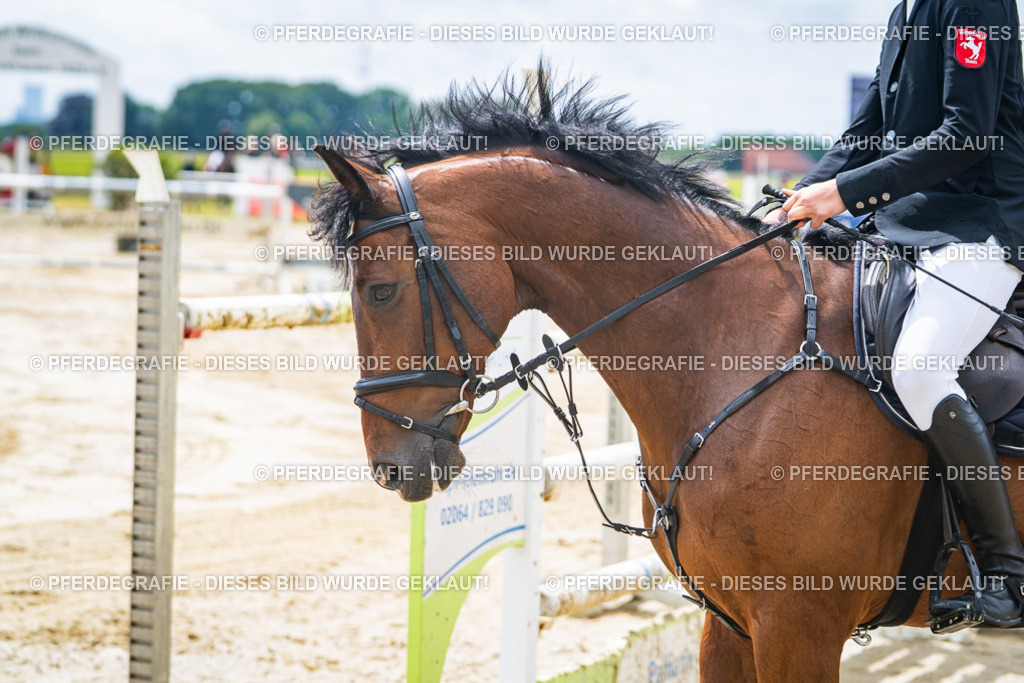 DSC04537 | Pferdegrafie