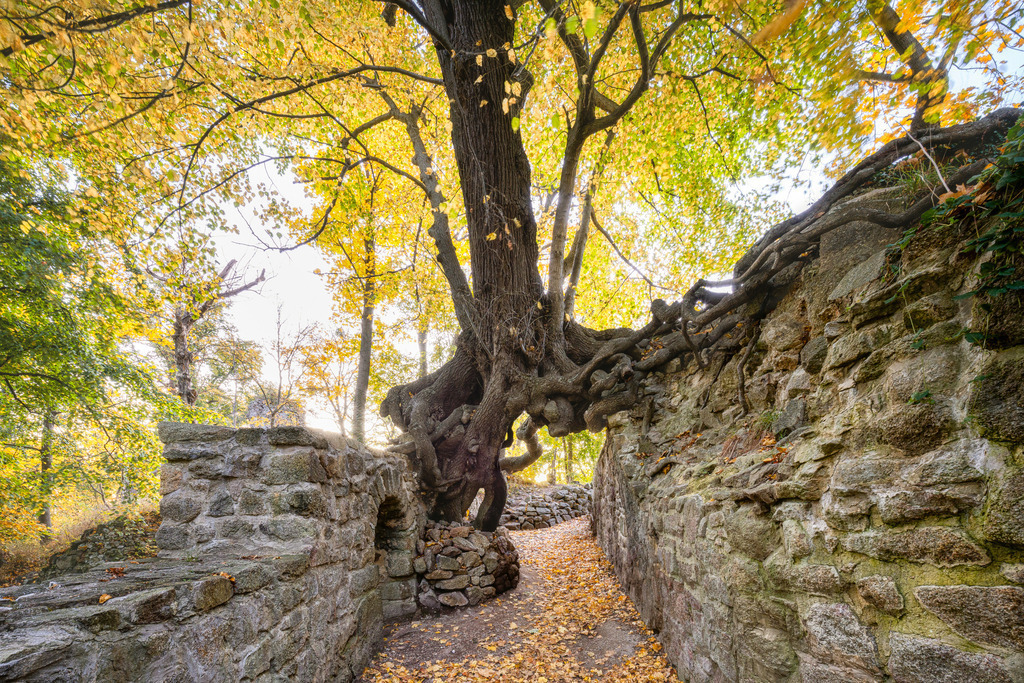 Hexenbaum im Harz | Wandbilder - Florian Läufer - Realisiert mit Pictrs.com