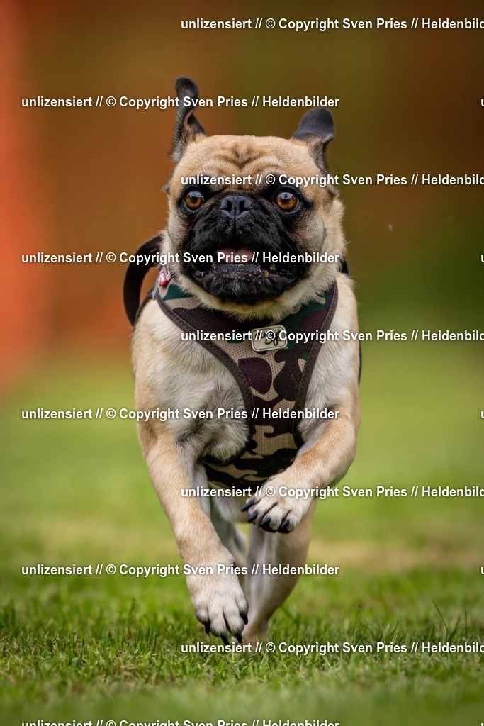 Sven Pries | 2024-09-22 - Hunderennen Baden-BadenPudelverein - Realisiert mit Pictrs.com