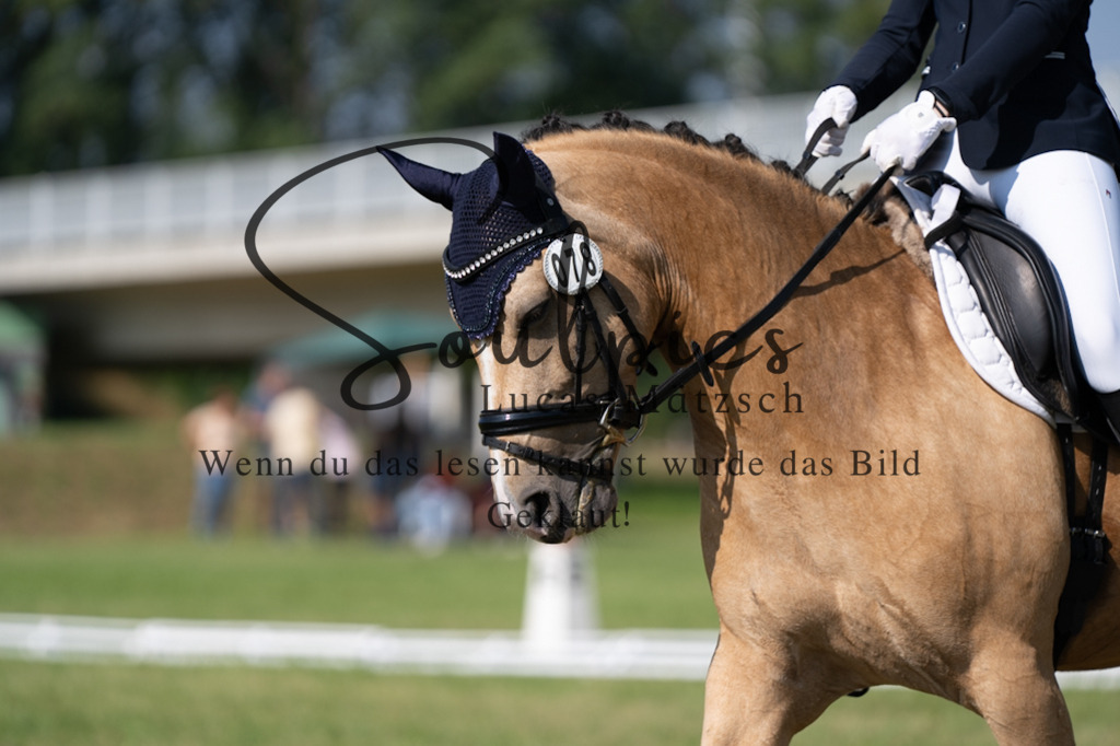 A7V09477 | Pferdefotograf